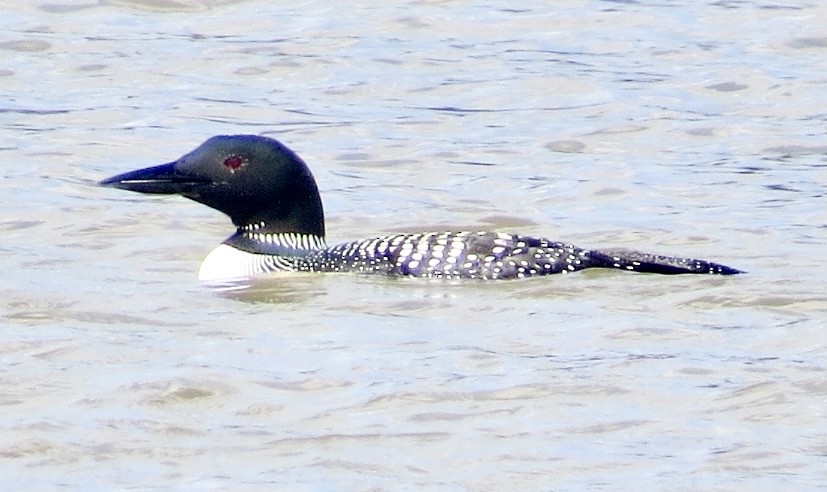 Common Loon - ML427800691