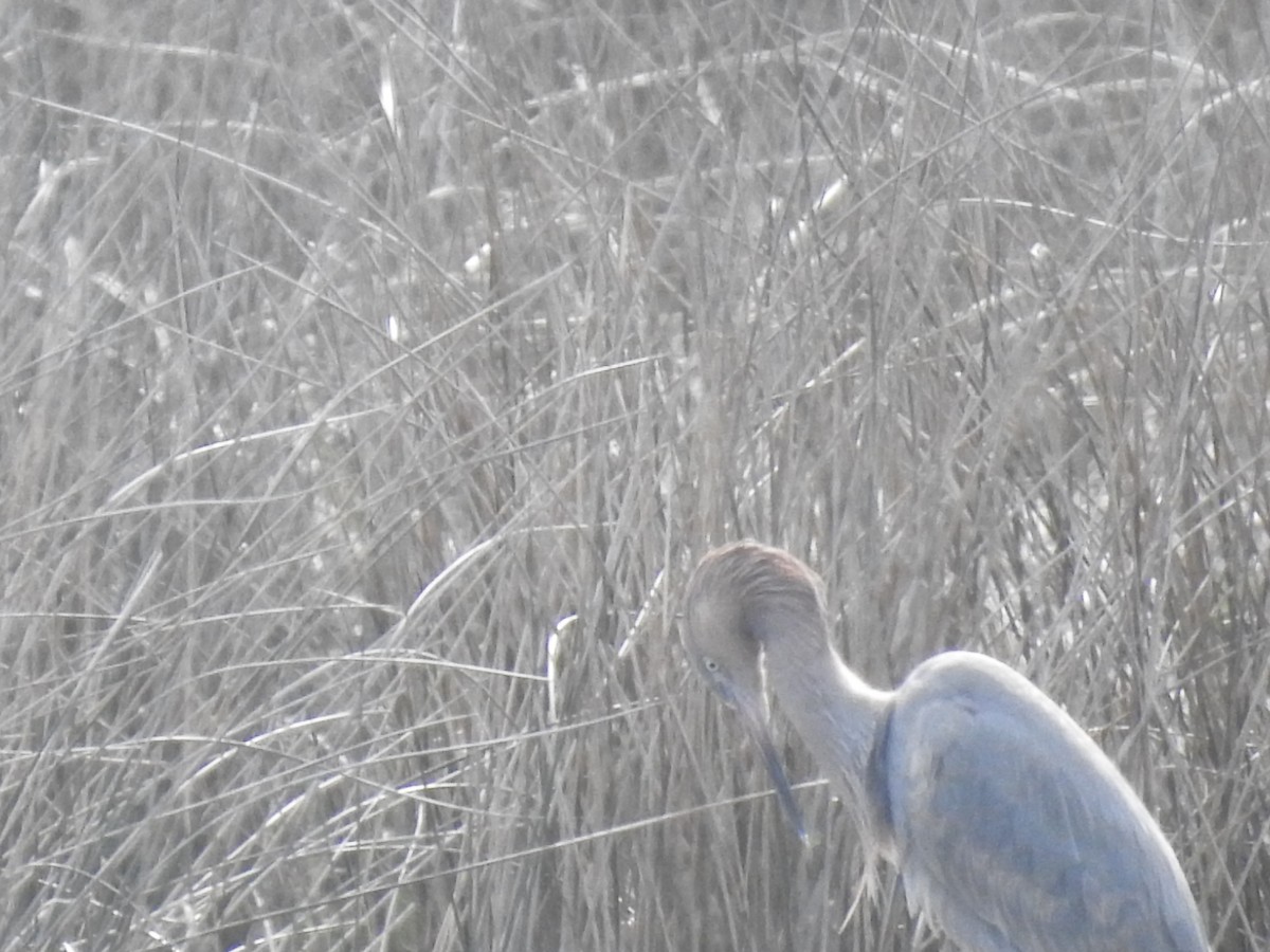 Reddish Egret - ML427800931