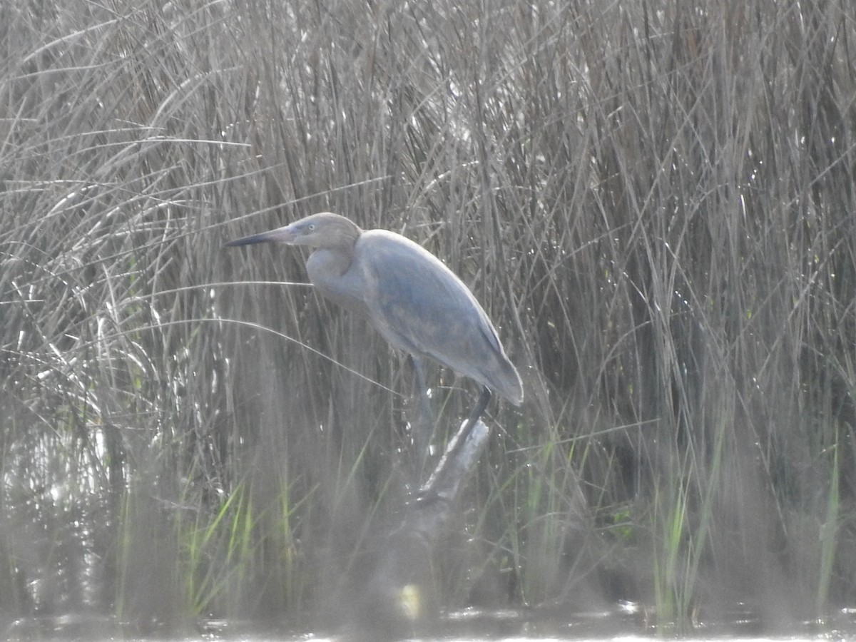 Reddish Egret - ML427800991