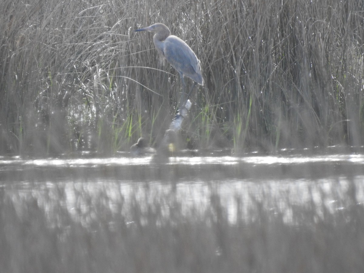 Reddish Egret - Natalie Rekittke