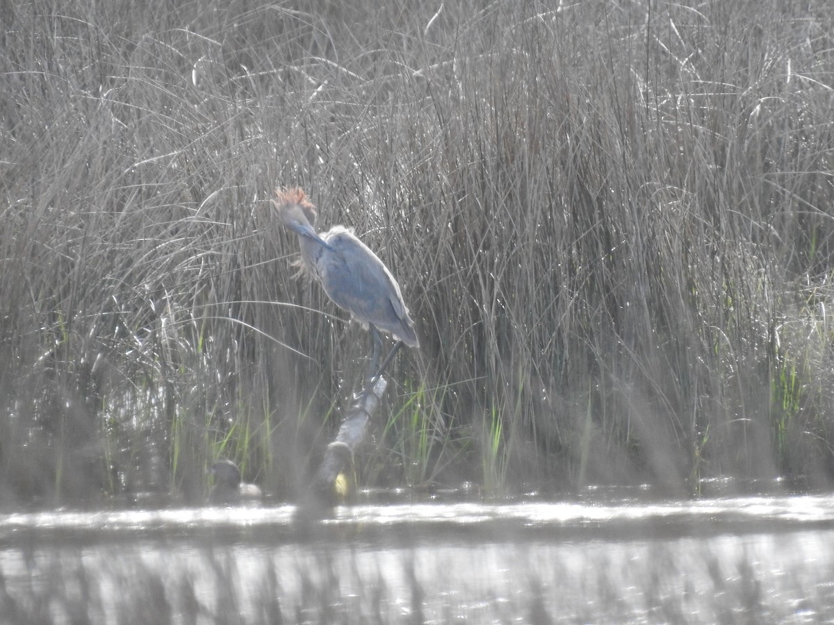 Reddish Egret - ML427801051