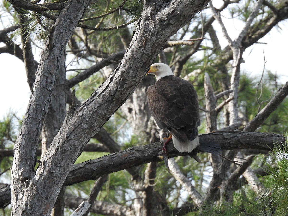 Bald Eagle - ML427801311