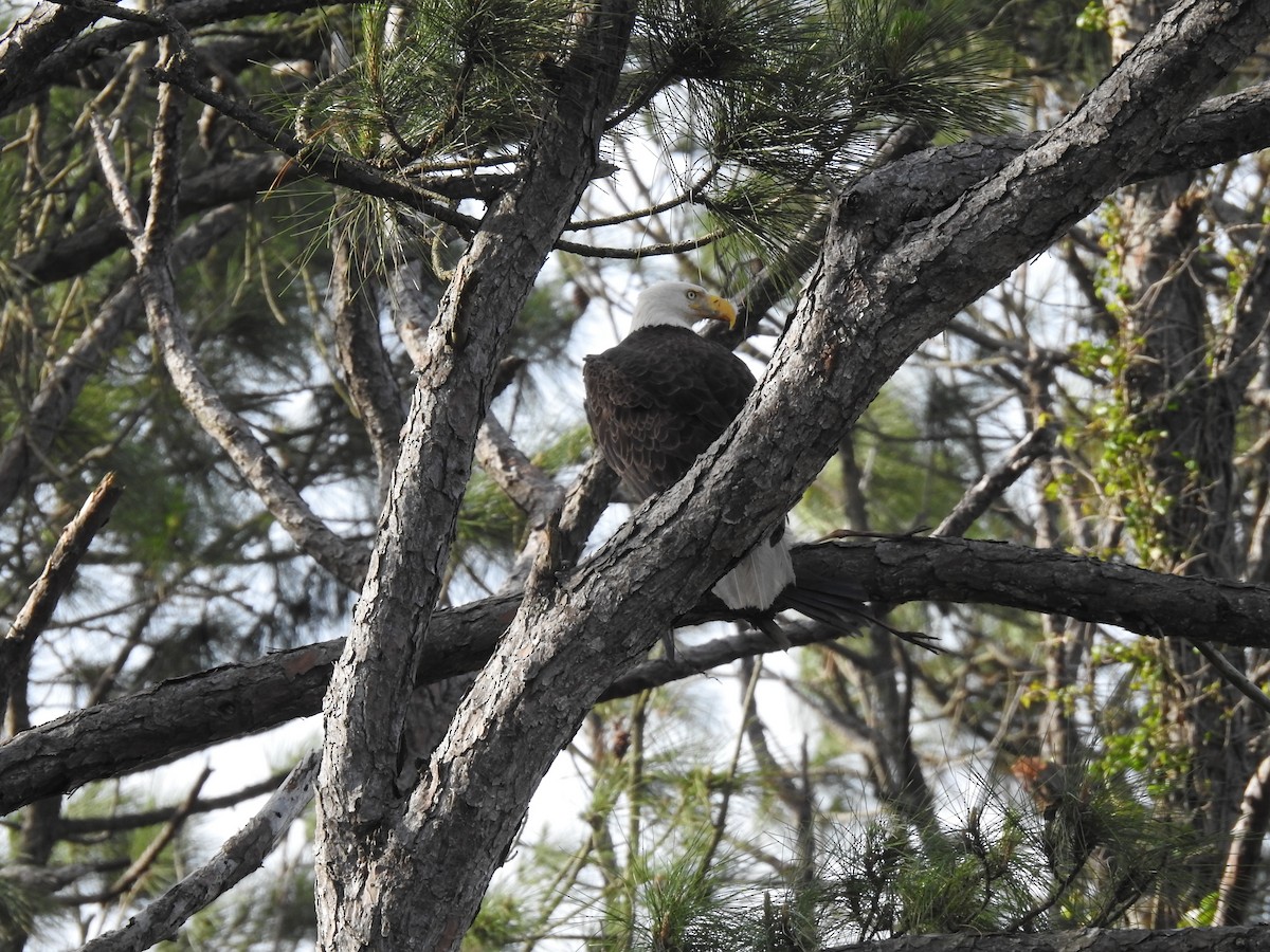 Bald Eagle - ML427801321