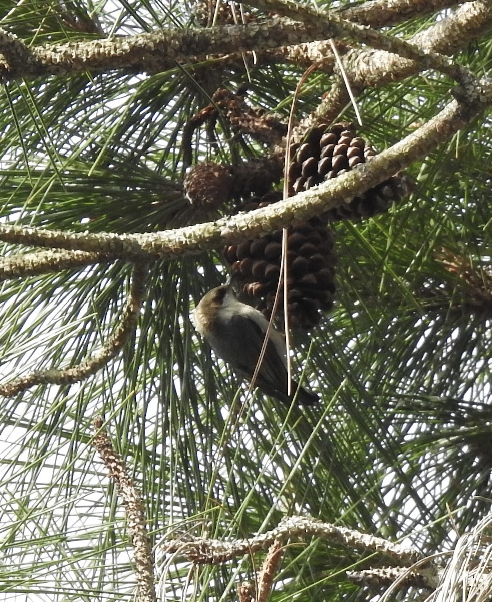 Brown-headed Nuthatch - ML427802001