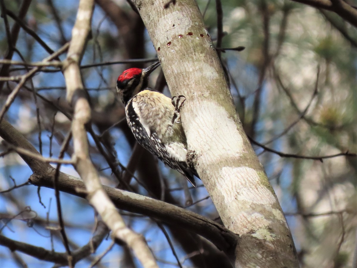 Yellow-bellied Sapsucker - ML427804731