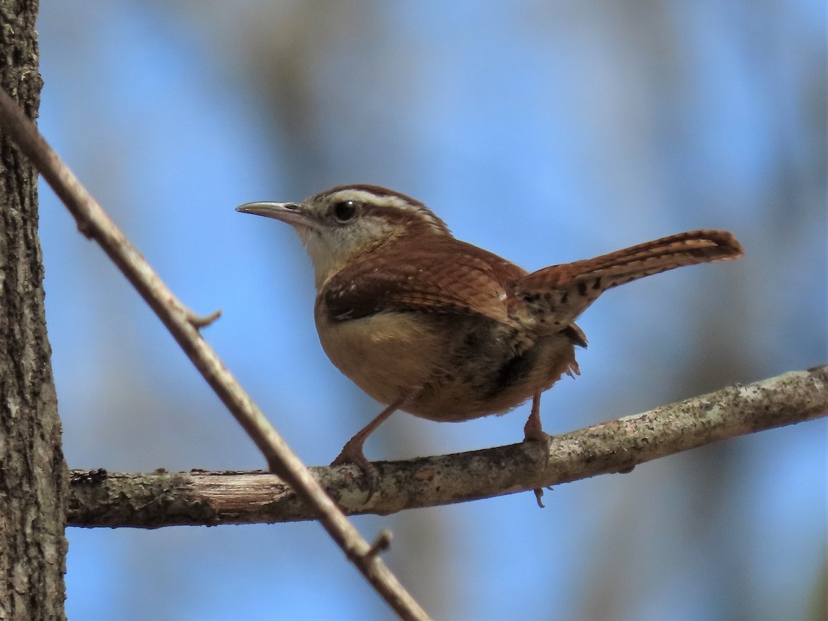 Carolina Wren - ML427804861