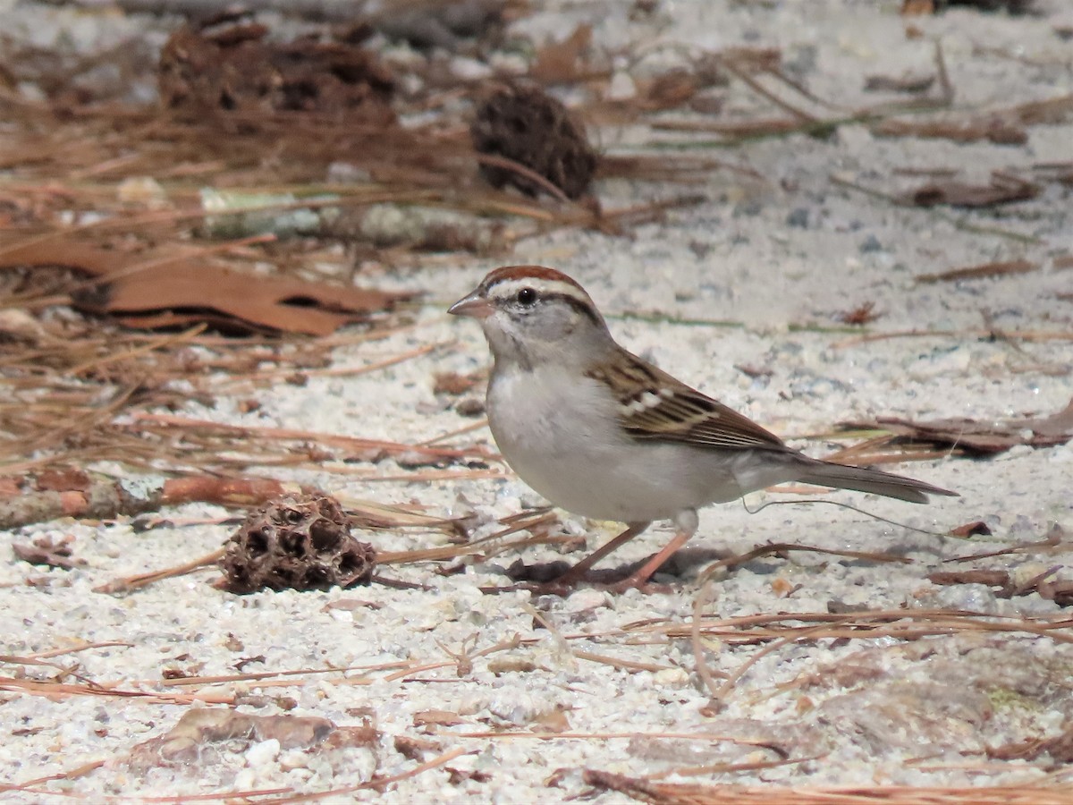 Chipping Sparrow - ML427804921