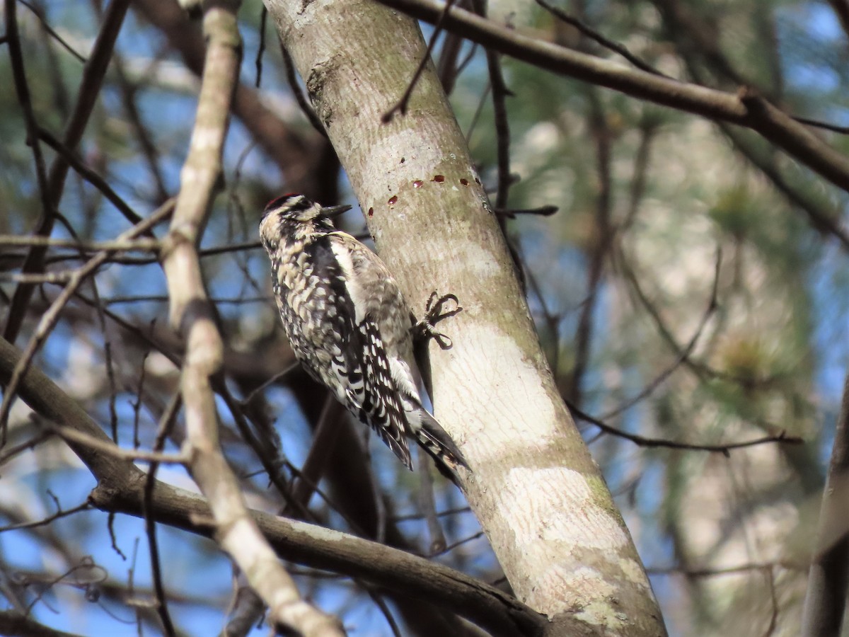 Yellow-bellied Sapsucker - ML427805521