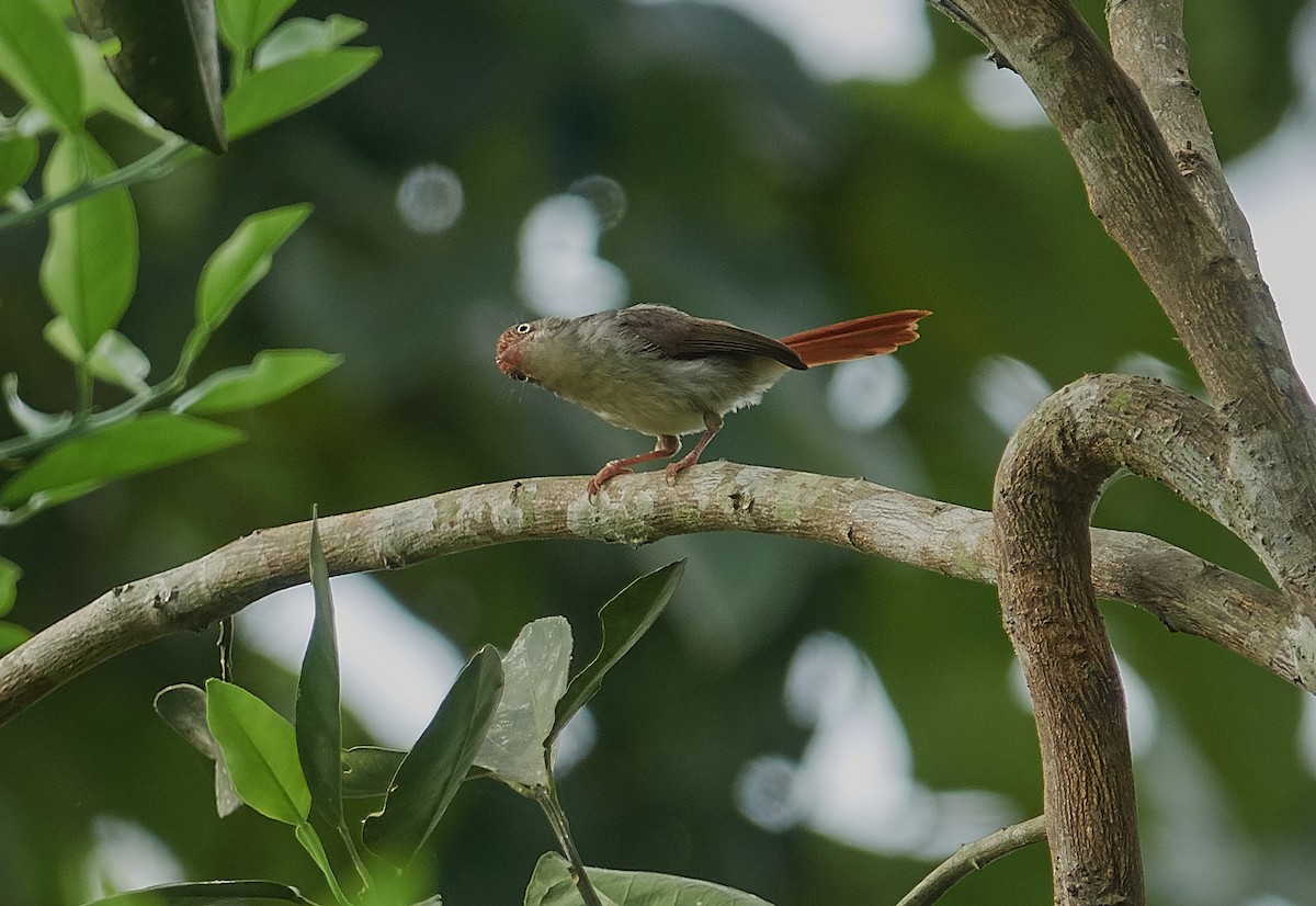 Chestnut-capped Flycatcher - Anonymous