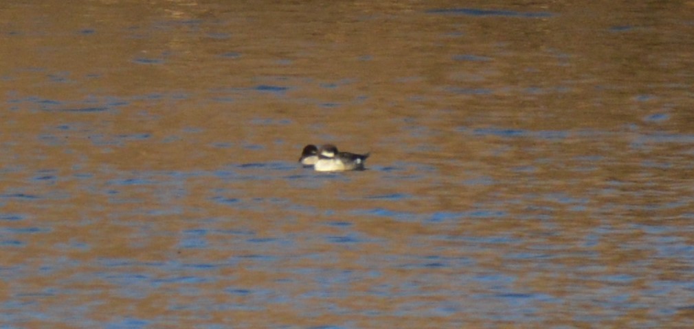 Bufflehead - ML42780861