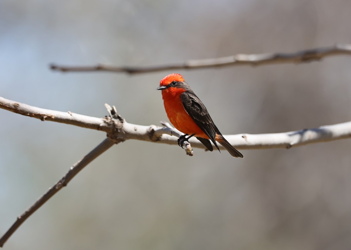 Vermilion Flycatcher - ML427809281