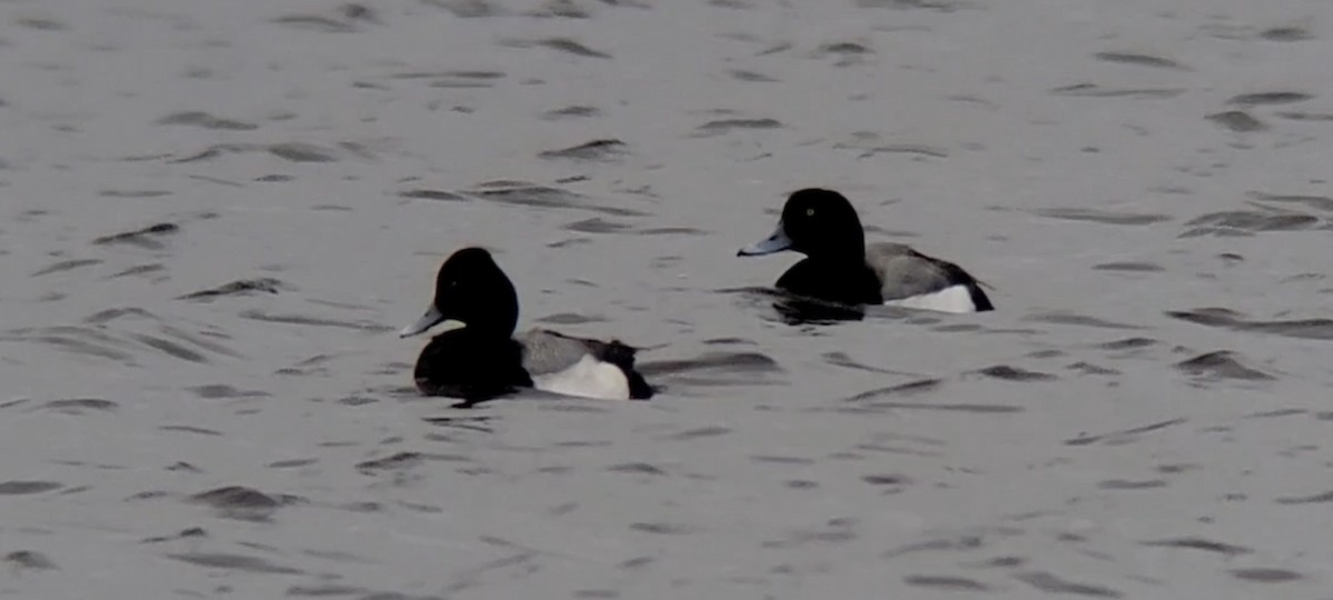 Greater Scaup - ML427809361
