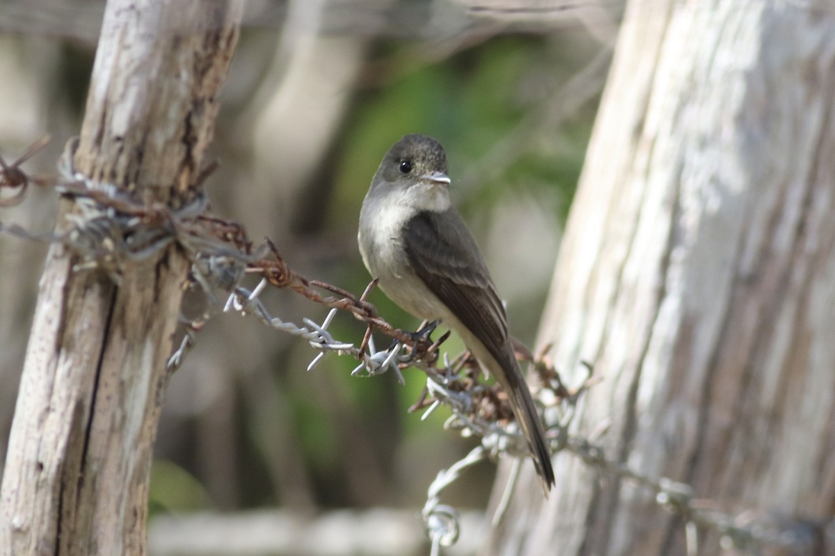 Stolid Flycatcher - ML427809381