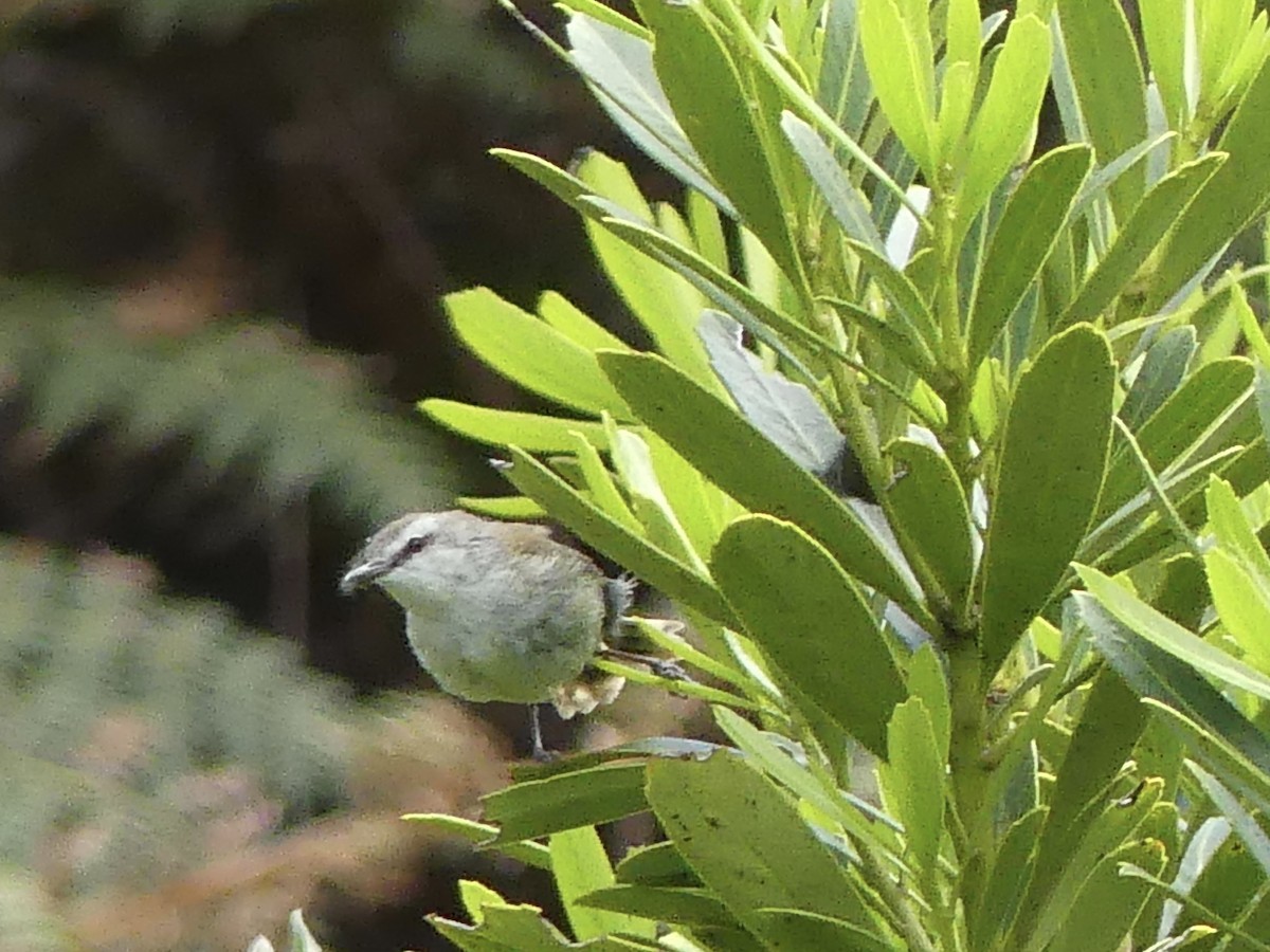 Chatham Island Gerygone - ML42781071