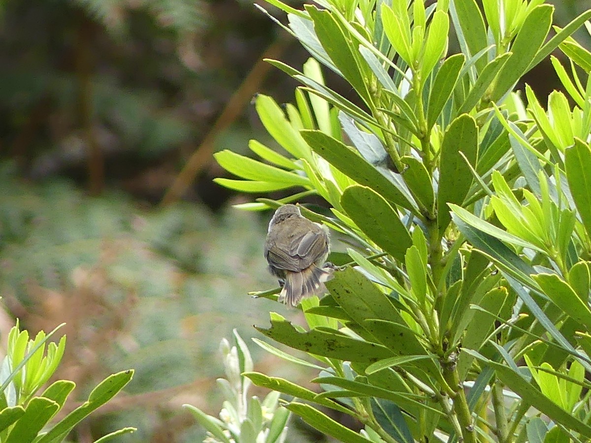 Chatham Island Gerygone - ML42781081