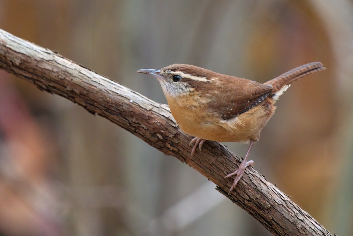 Carolina Wren - ML427810841