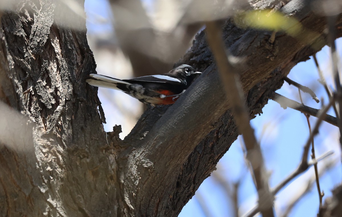 Painted Redstart - ML427811131