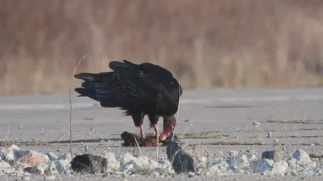 Turkey Vulture - ML427812721