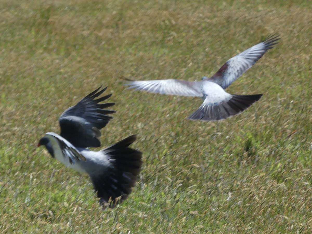 Chatham Island Pigeon - ML42781311