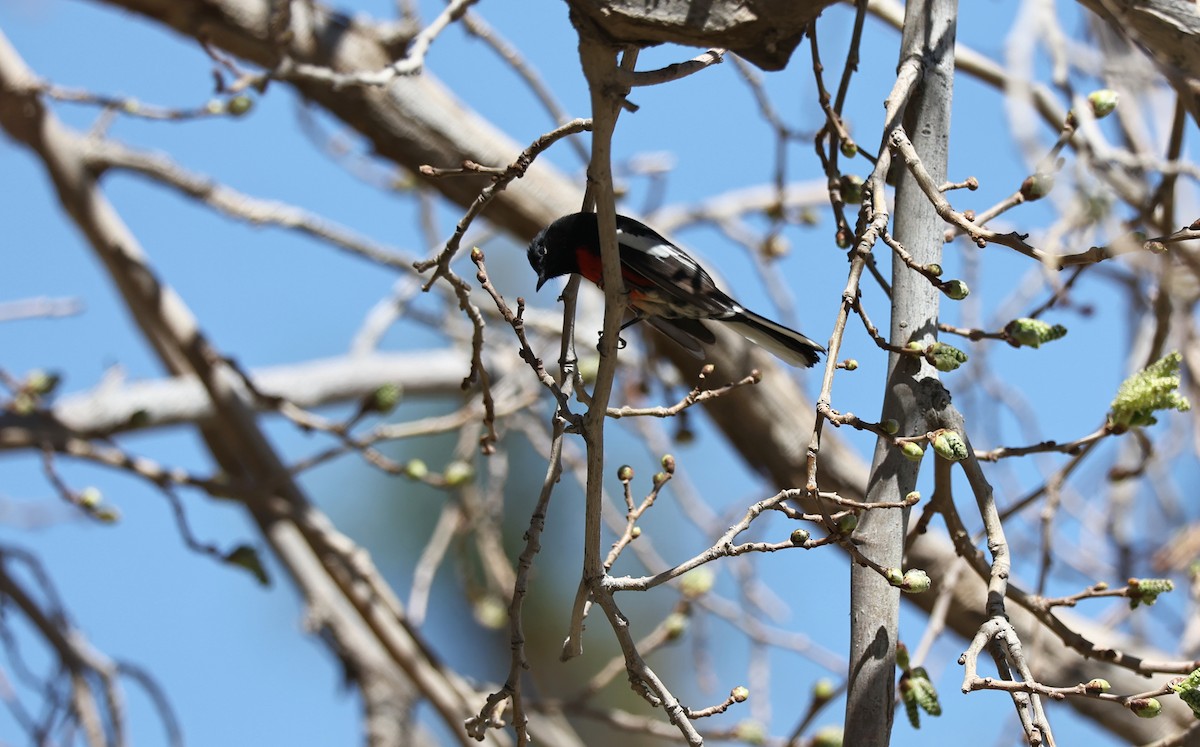 Painted Redstart - ML427813231