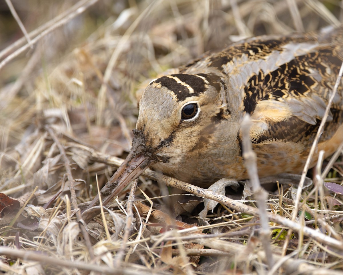 American Woodcock - ML427813321