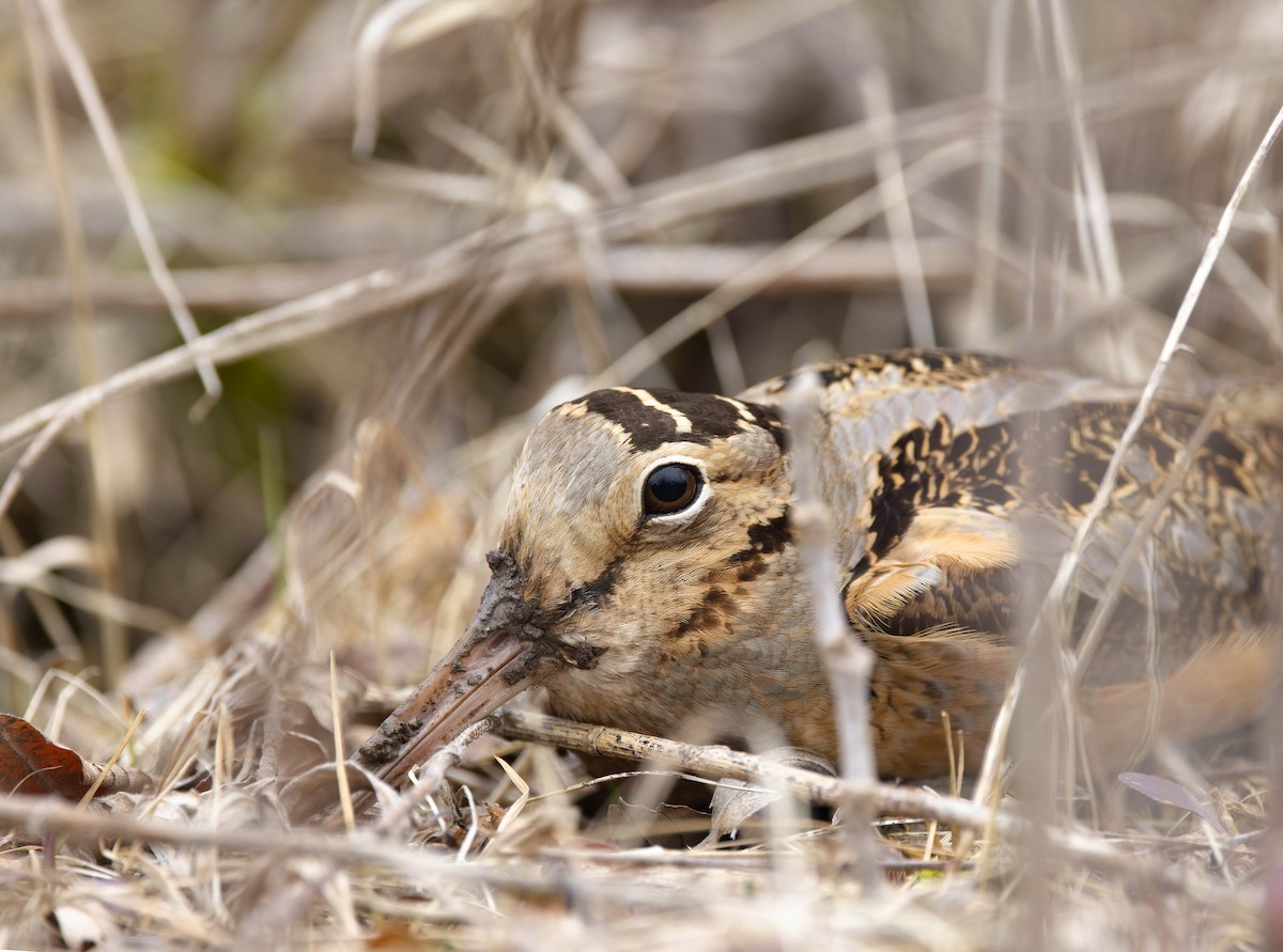 American Woodcock - ML427813371