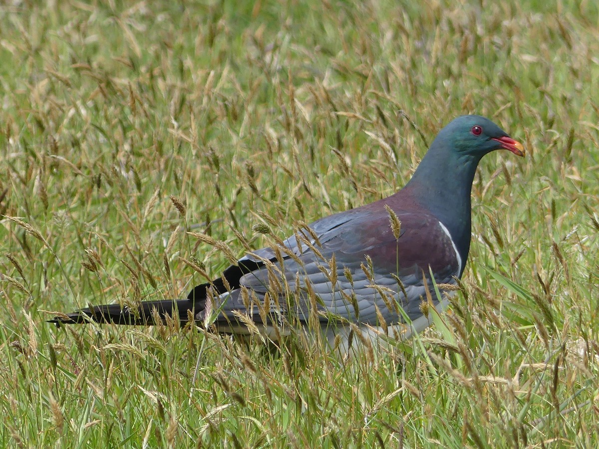 Chatham Islands Pigeon - ML42781341
