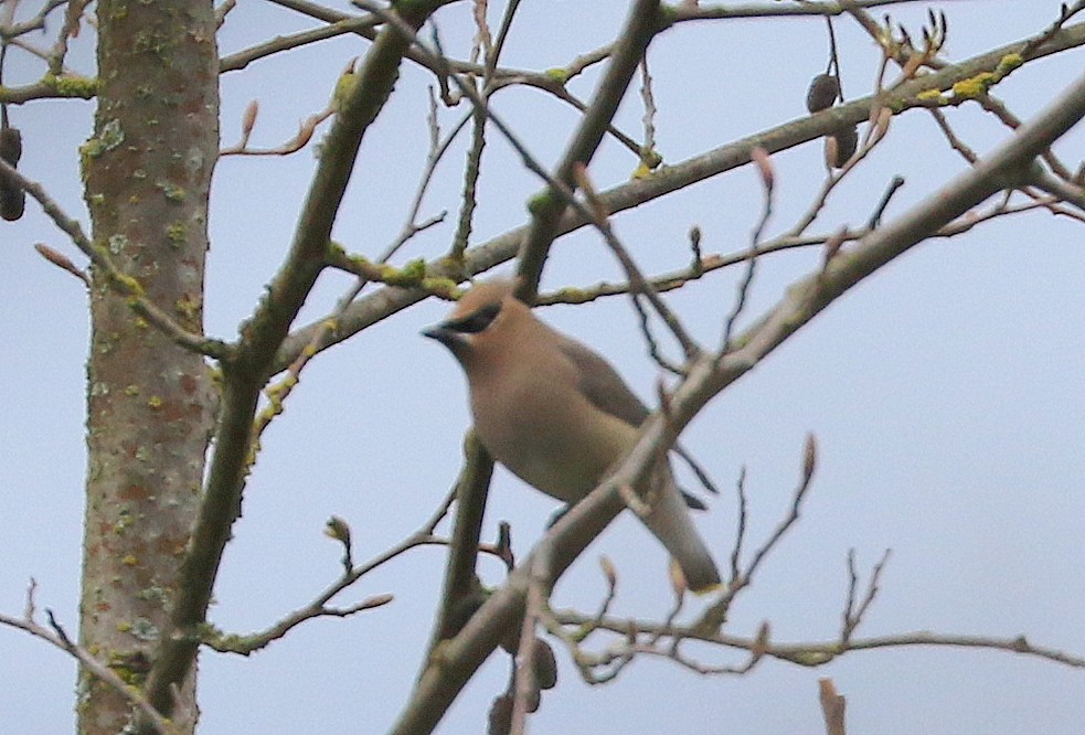 Cedar Waxwing - ML427815391