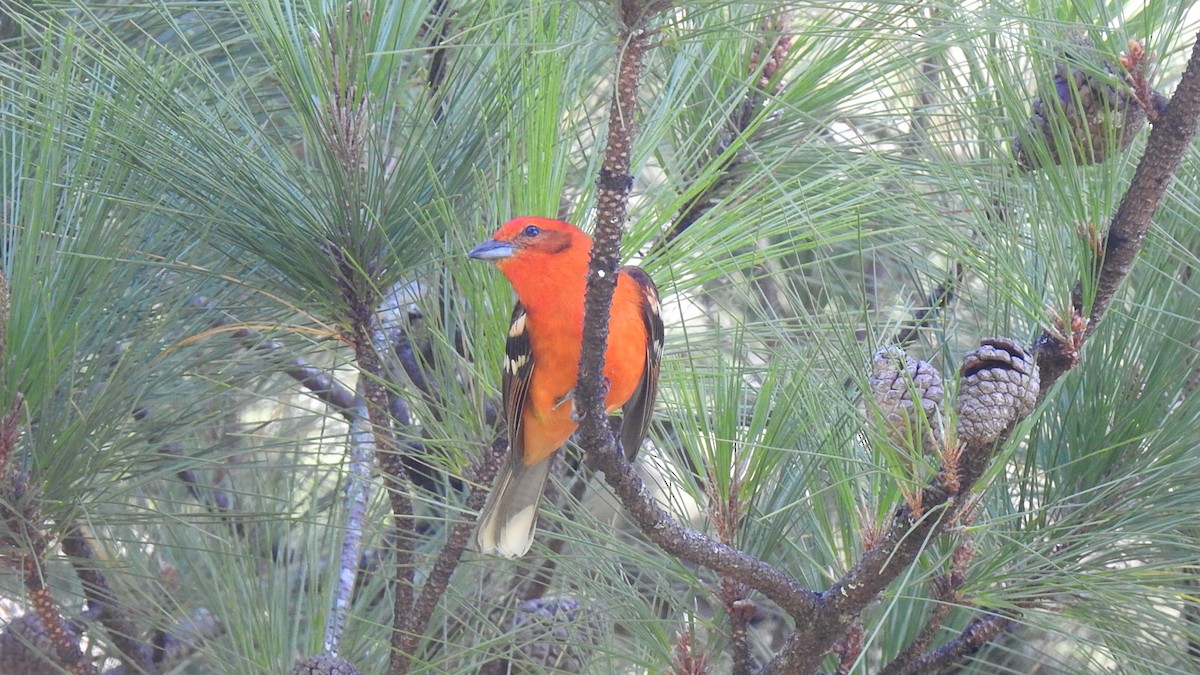 Flame-colored Tanager - ML427821891