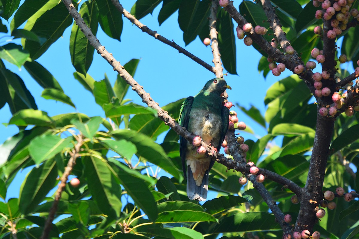 Black-chinned Fruit-Dove - Jhih-Wei (志偉) TSAI (蔡)