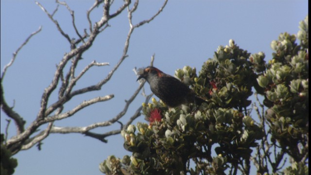 Haubenkleidervogel - ML427822