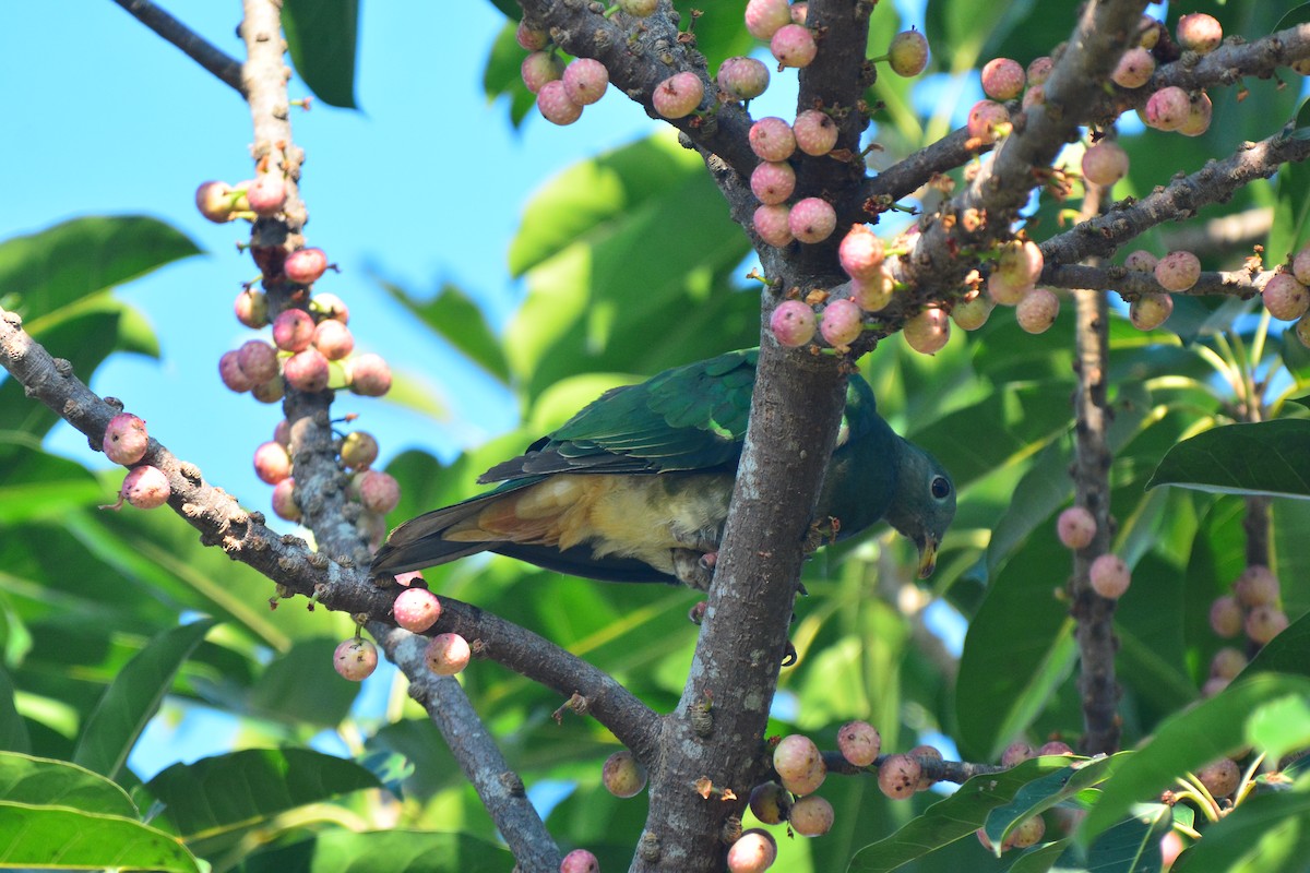 Black-chinned Fruit-Dove - ML427822531