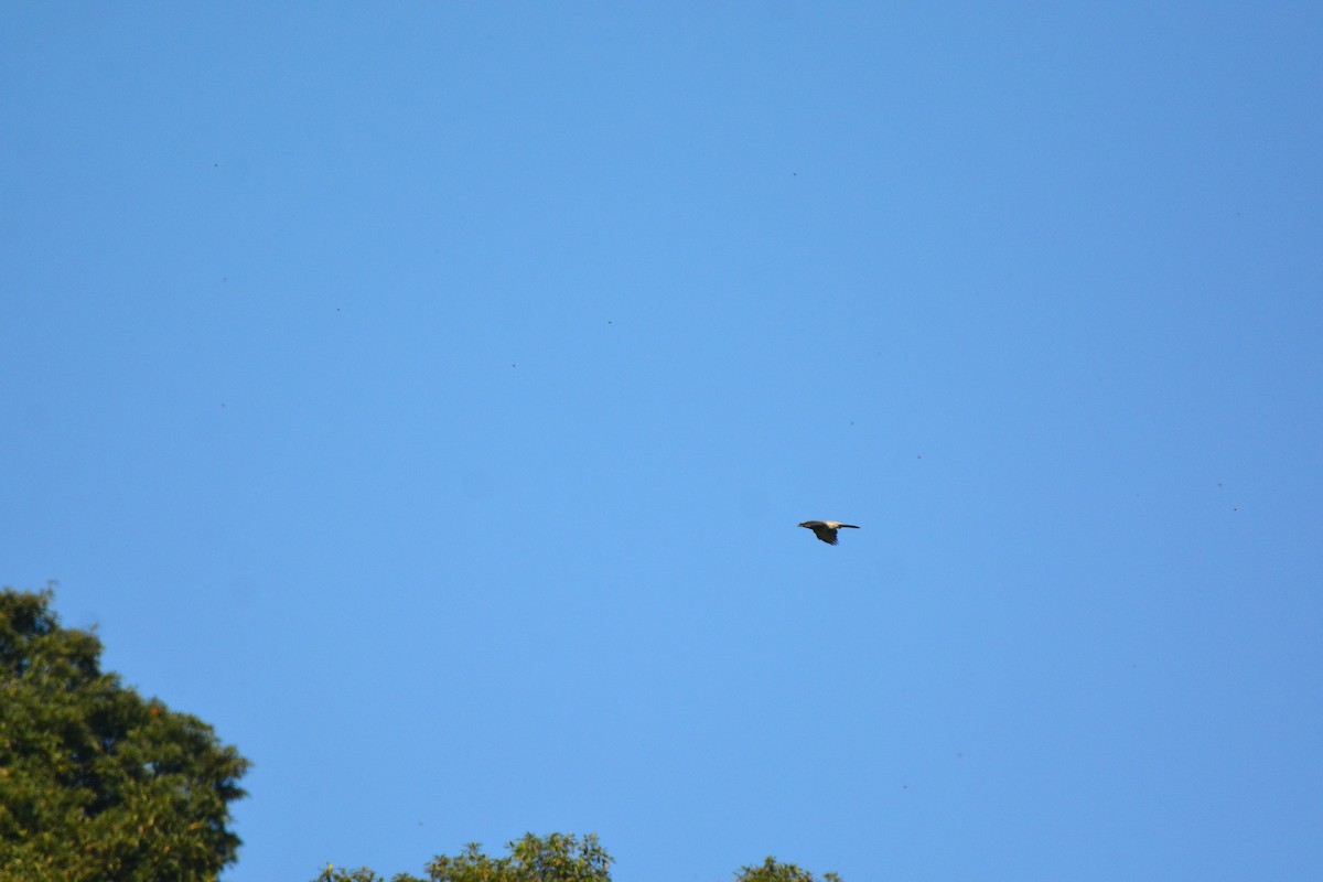 Large Cuckooshrike (Large) - ML427823141