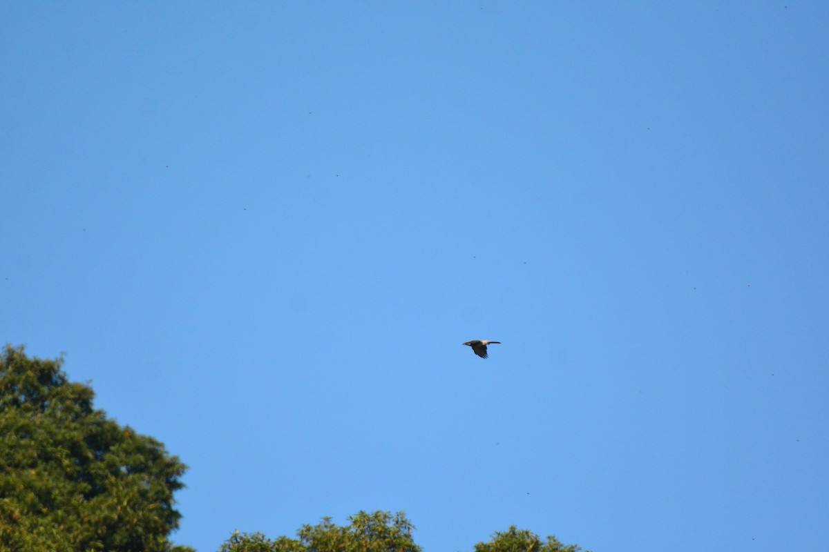 Large Cuckooshrike (Large) - ML427823151