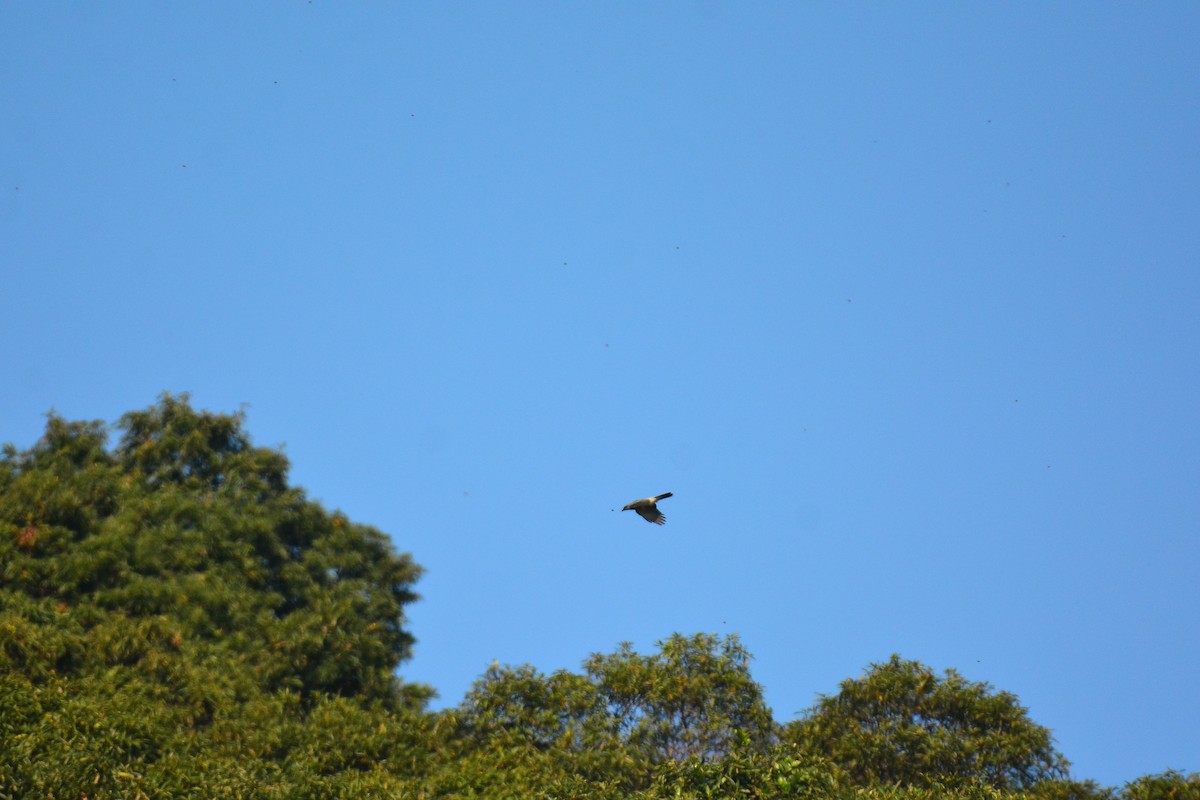 Large Cuckooshrike (Large) - ML427823171