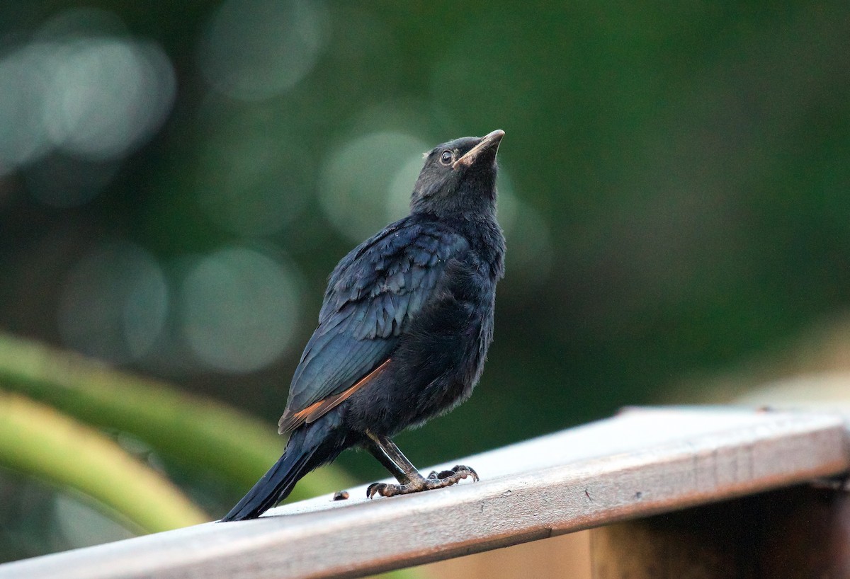 Red-winged Starling - ML427823721