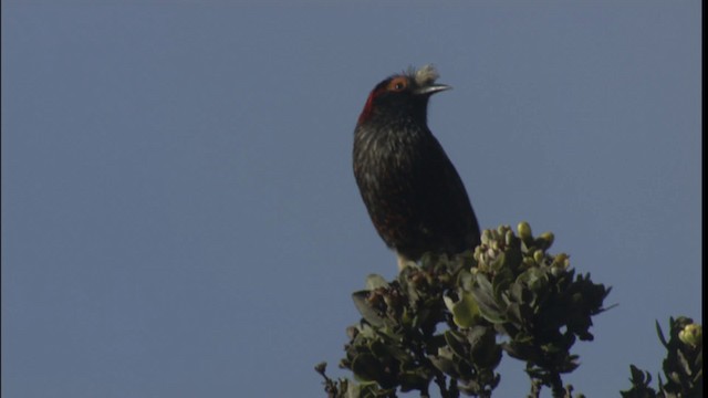 Haubenkleidervogel - ML427824