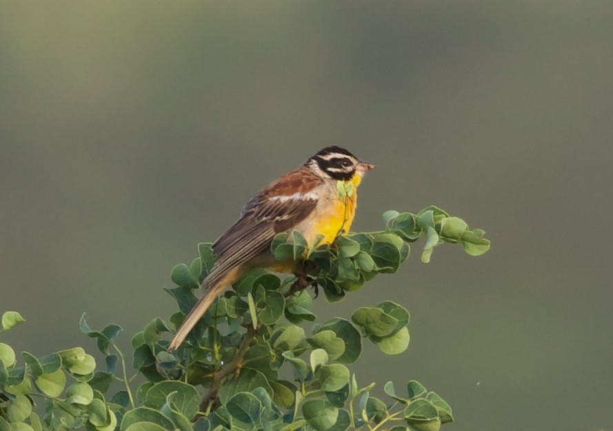 Golden-breasted Bunting - ML427825021