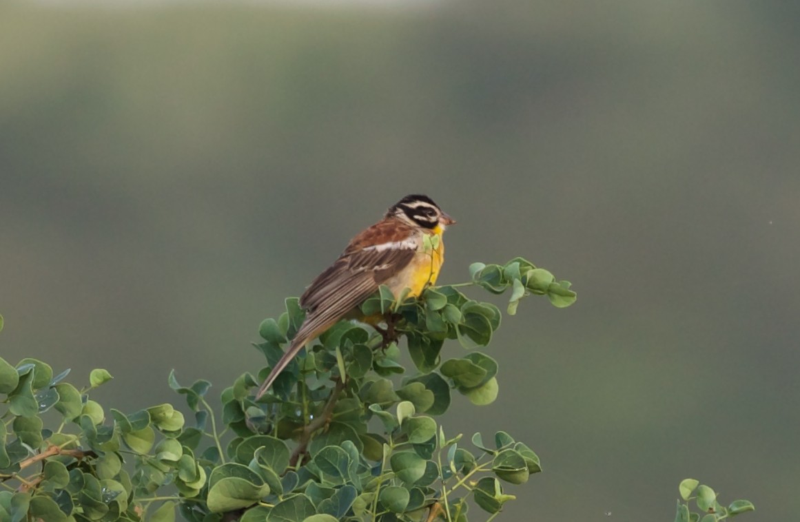 Golden-breasted Bunting - ML427825031