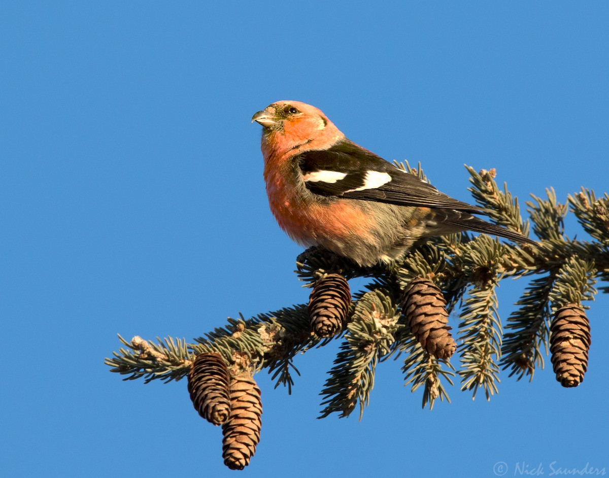 White-winged Crossbill - ML42782591