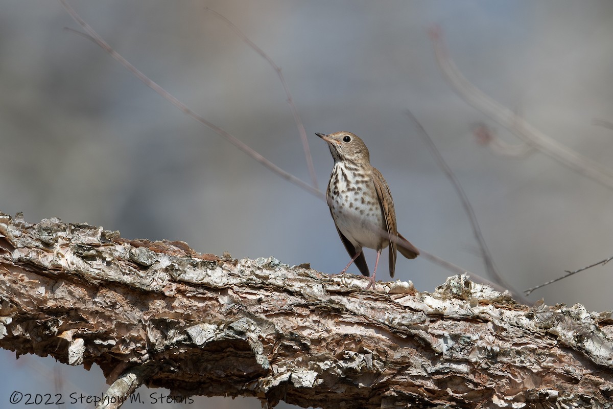 Hermit Thrush - ML427826451