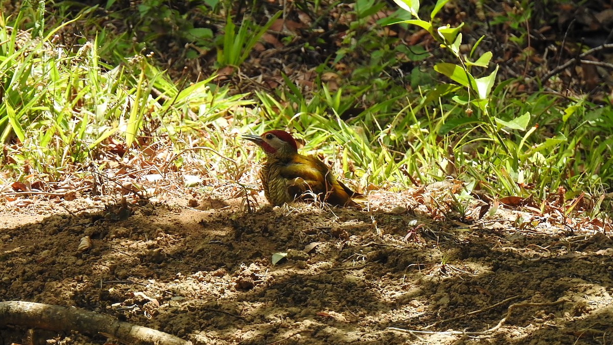 Golden-olive Woodpecker - ML427829271