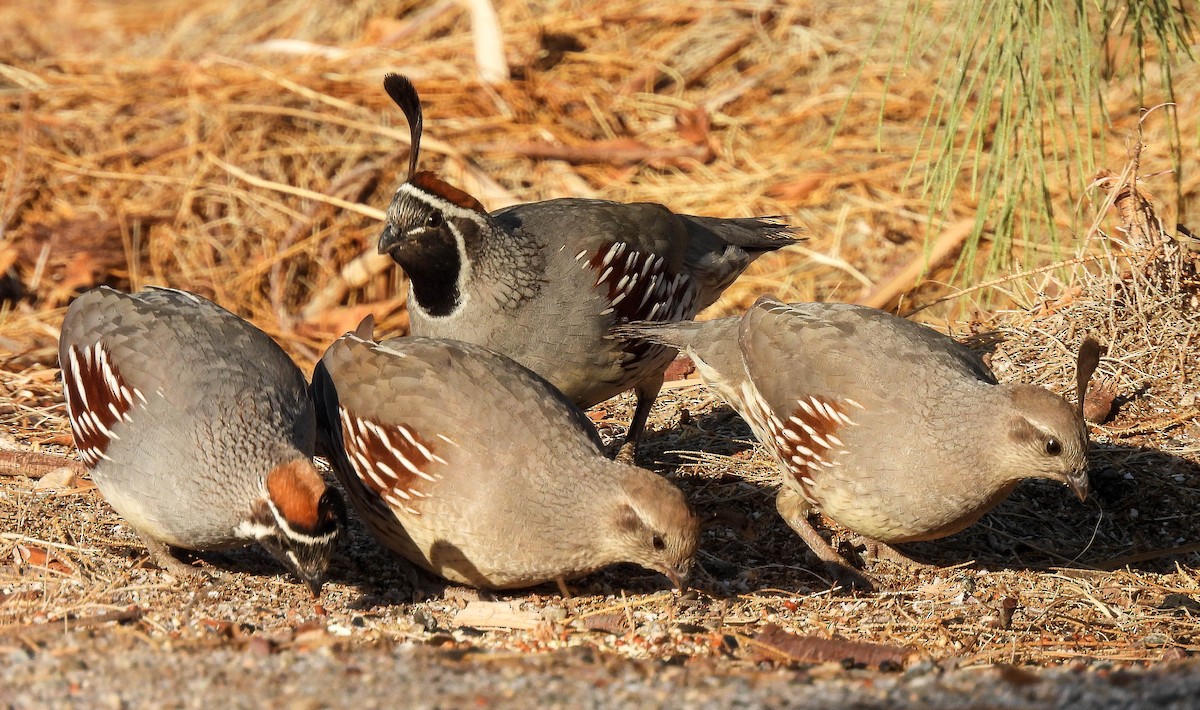 Gambel's Quail - ML427829411