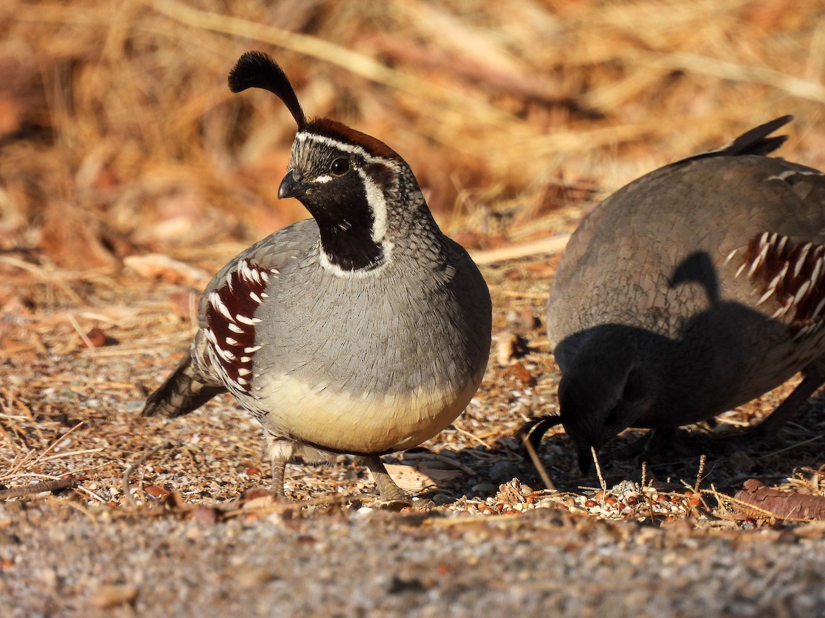 Gambel's Quail - ML427829441