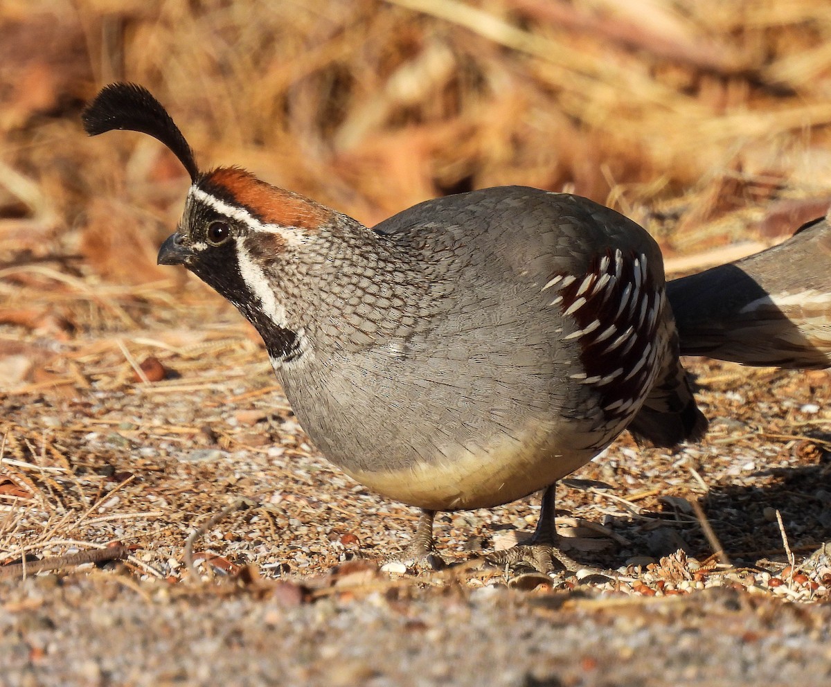 Gambel's Quail - ML427829461