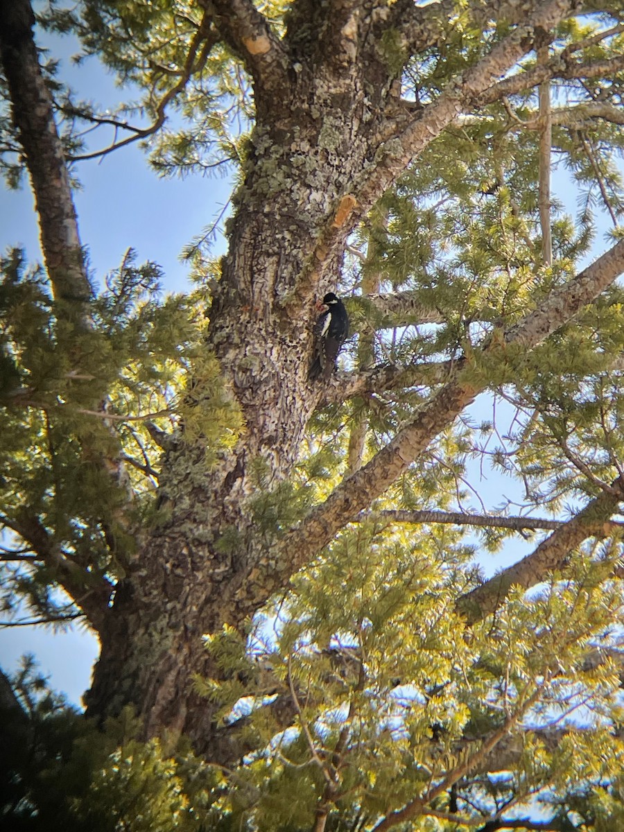 Williamson's Sapsucker - Michael Schrock