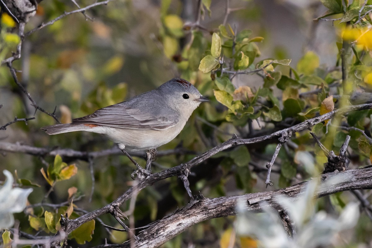 mesquiteparula - ML427830561