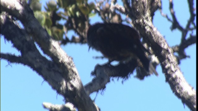 Haubenkleidervogel - ML427831