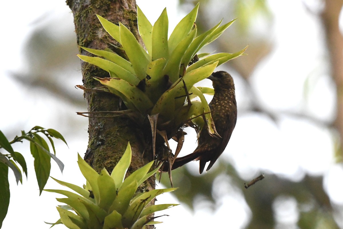 Spotted Woodcreeper (Spotted) - ML427834181