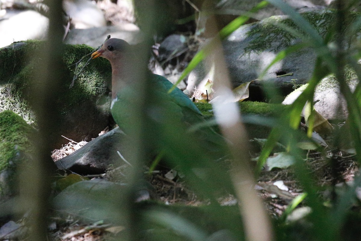 Pacific Emerald Dove - ML427834471